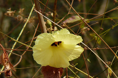 Thespesia lampas